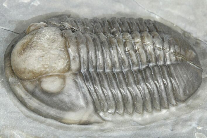 Gorgeous Proetid (Timsaloproetus?) Trilobites - Jorf, Morocco #362867